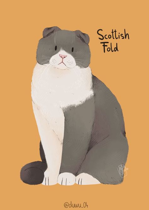 Cats With Small Ears, Sweet Expression, How To Draw Ears, Scottish Fold Cat, Fold Cat, Short Neck, Scottish Fold, Cats Illustration, Cat Painting