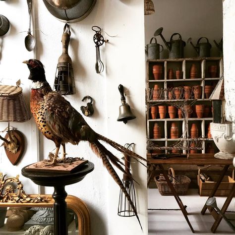 Vintage 216 Ballarat on Instagram: “Taxidermy pheasant........ #thisweek #vintagedeluxe #stilllifegallery #simplethings #terracottapots #gardenalia #gardener #gardenstudio…” Pheasant Taxidermy Decor, Pheasant Decorations, Pheasant Taxidermy, Vintage Taxidermy, American Cottage, Authentic Farmhouse, Taxidermy Decor, Taxidermy Art, Knick Knack