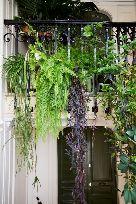 A cascade of ferns and vines creates a curtain of mystery and privacy for an entryway. Cascading House Plants, French Balcony Garden, Balcony Flowers Ideas, Plants On Balcony, Balcony Plants Ideas, Spanish Balcony, Parisian Balcony, Houseplant Ideas, Paris Balcony