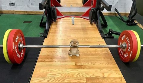 This is probably how Bigwig got ready to take on Woundwort 🐰 Gym Jokes, Cat Gym, Rabbit Pictures, Ny Life, Funny Rabbit, Vines Funny Videos, Bunny Lovers, Gym Memes, Body Builder