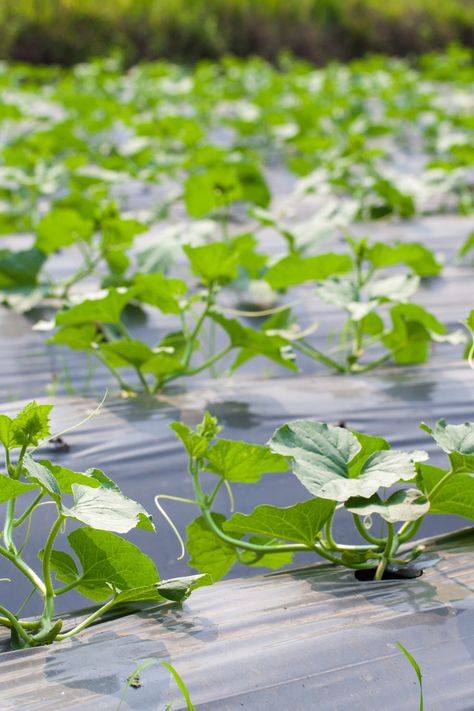 What To Do With Bitter Cucumbers, Bitter Cucumber, Bitter Cucumbers, Bitters Recipe, Small Balcony Garden, Growing Cucumbers, Perennial Shrubs, Pickling Cucumbers, Sweet Pickles