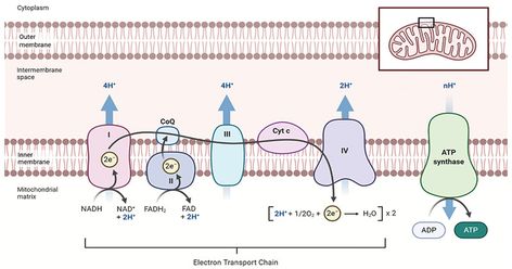 Electron Transport Chain Definition The Electron Transport System also called the Electron Transport Chain, is a chain of reactions that converts redox energy available from oxidation of NADH and FADH2, into proton-motive force which is used to synthesize ATP through conformational changes in the ATP synthase complex through a process called oxidative phosphorylation. Oxidative phosphorylation ... Read more Electron transport chain- definition, components, steps & FAQs The post Electron tra Chain Drawing, Oxidative Phosphorylation, Cell Respiration, Citric Acid Cycle, Acetyl Coa, Electron Transport Chain, Illustration Software, Cellular Respiration, Biology Notes