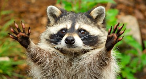 Raccoon Names - Over 150 Funny, Cute and Unique Ideas Racoon, Unique Ideas, Pet Names, Show Off, Funny Cute, So Cute, Pet, Tumblr, Funny