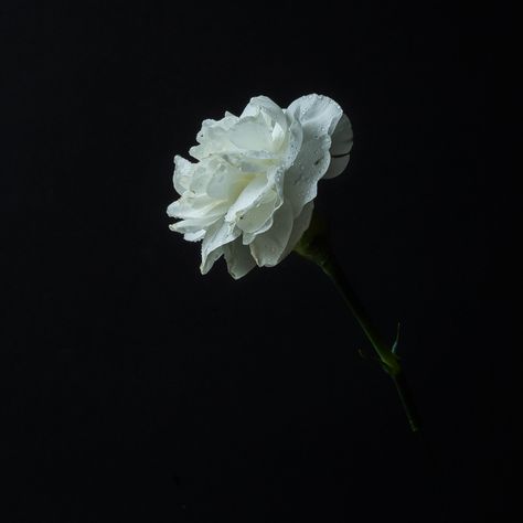 Innocence... #Carnation #floralphotography #lovenature #Flowers #Blessed Flower Black Background, Carnation Flower, Flower Black, Floral Photography, Black Background, Too Much, Thank You, Flowers, Quick Saves