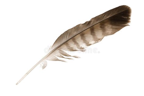 Variegated eagle feather. Isolated on white background , #spon, #feather, #eagle, #Variegated, #background, #white #ad Eagle Feather Drawing, Native Feather Tattoos, Golden Eagle Feather, Eagle Feather Tattoos, Red Oak Leaf, Feather Bird, Feather Drawing, Eagle Feather, Feather Texture