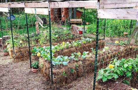 Hay Bale Gardening, Strawbale Gardening, Straw Bale Gardening, Pinterest Garden, Straw Bale, Straw Bales, Gardening Diy, Food Production, Hay Bales