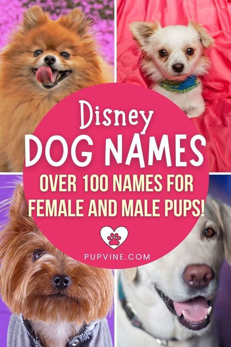 Dog Names Disney, Disney Dog Names, Disney Pet Names, Male Dog Names Unique, Puppy Names Unique, Girl Pet Names, Disney Character Names, Puppies Names Female, Animals Name List