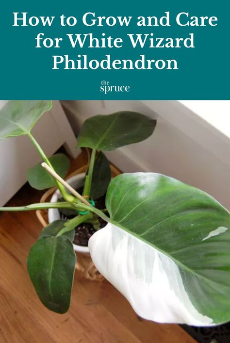 White Wizard Philodendron Care, White Wizard Philodendron, Philodendron Care, Princess Philodendron, Easy Houseplants, White Wizard, Balcony Gardens, Plants Tropical, Small Balcony Garden