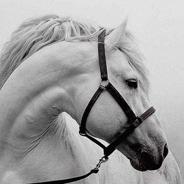 Horse Aesthetic Royal, White Horse Aesthetic, Aesthetic Royal, Horse Aesthetic, White Horse, Trending Topics, On Tumblr, Favorite Things, The Internet