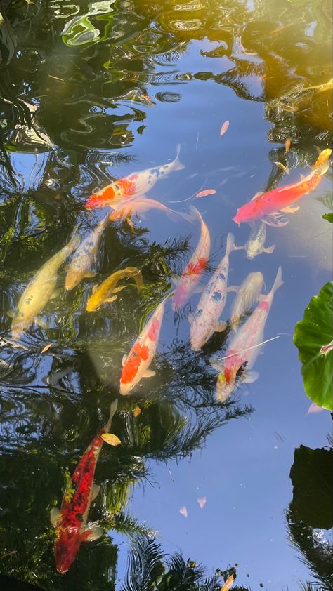 Koi fish pond lily pad spring aesthetic Y2k Wallpaper, Fish Wallpaper, Online Quiz, Generate Leads, Iphone Wallpaper Photos, Increase Sales, My Oc, Nature Aesthetic, I Wallpaper