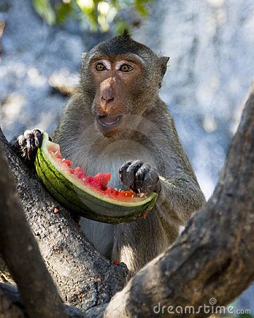 Monkey whilw eating a watermelon Monkey Eating, Parrot Diet, Small Monkey, Talking Parrots, Eating Watermelon, Parrots Art, Fruits Images, Parrot Toys, Tiny Bird