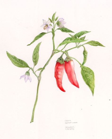 Stephanie Law - Botanical Art Chili Pepper Illustration, Veggie Tattoo, Chili Plant, Flora And Fauna Drawing, Hot Peppers Plants, Flor Tattoo, Vine Drawing, Stephanie Law, Chilli Plant