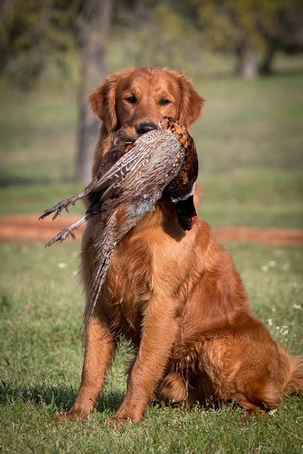 Hunting Golden Retriever, Golden Retriever Field Line, Field Line Golden Retriever, Working Golden Retriever, Field Golden Retriever, Red Golden Retriever, Golden Retriever Hunting, Red Retriever, Golden Retriever Photography