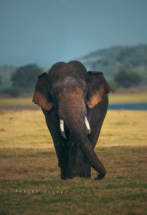 Elephant Line Drawing, Sri Lankan Elephant, Preschool Activities Printable, Elephant Photography, Giant Animals, Elephants Photos, Asian Elephant, Save The Elephants, Elephant Art