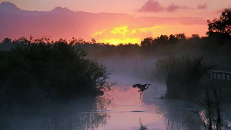 One of the largest wetlands in the world, this iconic "River of Grass" protects 1.5 million acres of subtropical wilderness in South Florida. Its rare mix of salt and fresh water provides critical habitat for a variety endangered plants and animals, it serves as one of the most significant corridors for migrating species, and it is home to the largest mangrove ecosystem in the Western hemisphere. Visitors can access this marshy wilderness in short hikes off of the main park road or ... Beautiful Places In America, Everglades Florida, Everglades National Park, Places In America, National Park Road Trip, Park Art, Yellowstone National Park, World Heritage Sites, World Heritage