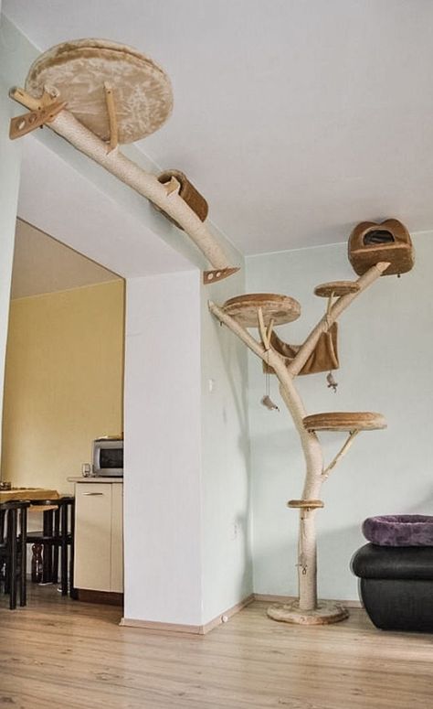 Cat Highway, Kat Diy, Cool Cat Trees, Cat Patio, Tree Shelf, Diy Cat Tree, Cat Wall Furniture, House Tree, Living With Cats