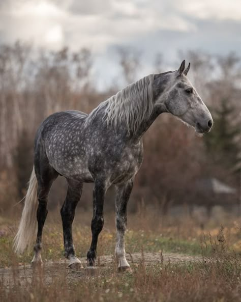 Warlander Horse, Dapple Grey Horse, Orlov Trotter, Dapple Grey Horses, Horses Foals, Grey Horses, Beautiful Horses Photography, Horse And Human, Horses Photography