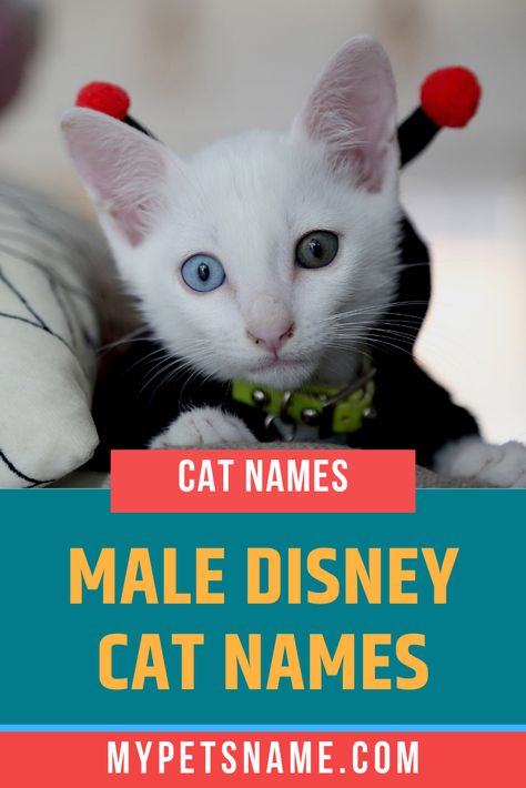 There are so many funny, wacky and just downright weird male Disney characters, we had no idea where to even start! Check out our favorite male Disney Cat names for your little tomcat, and pick one which matches your cat's personality best.  #maledisneycatnames #disneycatnames #malecatnames Disney Pet Names, Disney Cat Names, Boy Cat Names, Girl Cat Names, Disney Names, Cute Cat Names, Villain Names, Female Cat, Cat Personalities