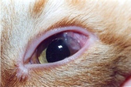 Dogs Eyes Problems, Cat Eye Infection, Cat Eye Syndrome, Cat Eye Problems, Cat Antibiotics, Natural Remedies For Cat Allergies, Bloodshot Eyes, Cat Health Problems, Bulging Eyes