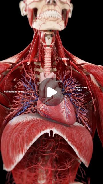 Heart Layers Anatomy, Cardiovascular System Anatomy, Human Body Organs Anatomy, Thorax Anatomy, Heart Vessels, Human Circulatory System, Anatomy Biology, Thoracic Cavity, Vascular System