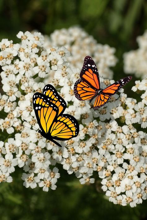 Monarch Butterflies Eat Yarrow Plant. This is a nectar-rich flowering plant and blooms throughout the summer. There are 13 species of this plant and these butterflies suck nectar from all species of this plant. #monarchbutterflieseatflowers #monarchbutterfliesonflowers #flowers #monarchbutterflies #butterflies Monarch Butterfly Facts, Monarch Butterflies Photography, Butterflies Photography, Butterfly Bushes, Monarch Butterfly Migration, Butterfly Facts, Yarrow Plant, Monarch Butterfly Garden, Lilac Butterfly