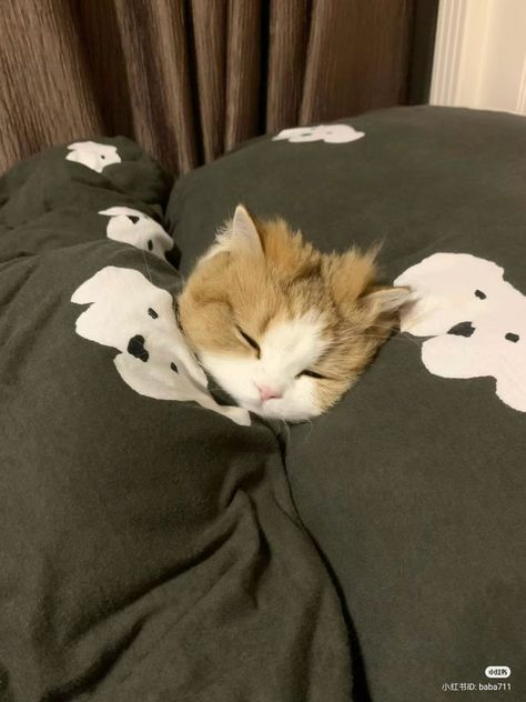 No Context Cats on X: "Mood 😴 https://t.co/NNheZFOIxT" / X Avatar Tik Tok, Cute Cat Sleeping, Cat Sleep, No Context, Dream's Cat, Kittens And Puppies, Baby Kittens