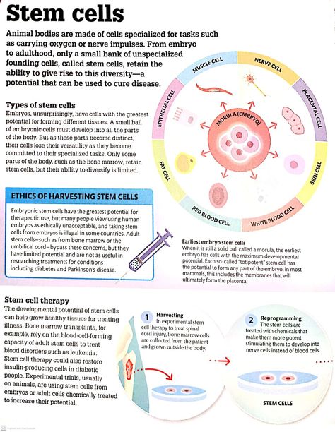 Stem Cells Notes, Stem Cells Poster, Types Of Cells Biology, Specialised Cells Notes, Typical Plant Cell, Nerve Cell, Stem Cells, Disease, Indonesia