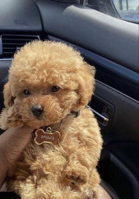 Puppy Mom, Puppies Cute, Teddy Bear Dog, Dog Mommy, Cavapoo Puppies, Super Cute Puppies, Cute Animals Puppies, Really Cute Dogs, Bear Dog