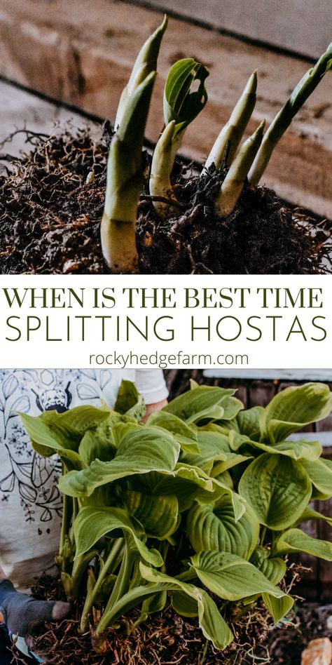 Splitting Hostas, House Garden Design, Hosta Care, Garden Spade, Hosta Varieties, How To Split, Hosta Gardens, Hosta Plants, Garden Design Ideas