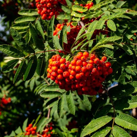 Laurel Plant, Sorbus Aucuparia, Photinia Red Robin, Root Plants, Hedging Plants, Rowan Tree, Gardening Gear, Mountain Ash, Plant Supplies