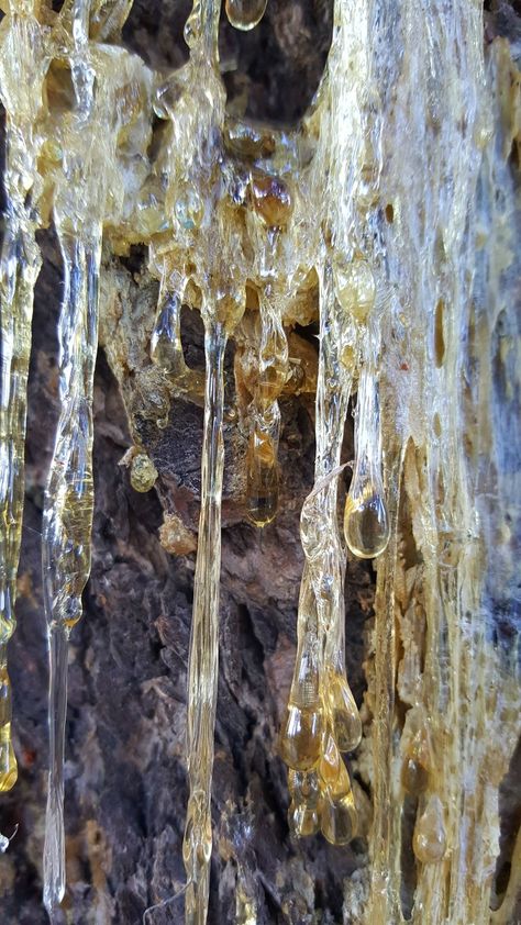 Sap coming out of a tree in Spokane, Washington. Feminism Art, Tree Sap, Pixie Hollow, Spokane Washington, High Elf, Design Research, Canvas Texture, Art Sketchbook, A Tree