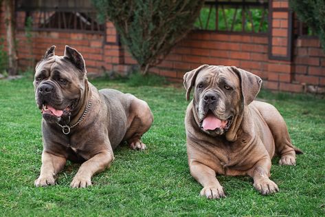 Learn more about the different coat colors of a Cane Corso Cane Corso Colors, Brindle Cane Corso, Cane Corso, Chestnut, Dogs, Color