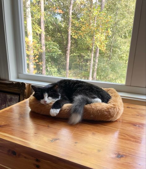 Long haired tuxedo cat sleeping in front of a window Most Beautiful Cat, Sleepy Kitty, Tuxedo Cat, Sleepy Cat, Cat Sleeping, Beautiful Cat, The Whole, Most Beautiful, Ruby