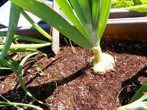 Onions by www.metaphoricalplatypus.com Growing Onions In Containers, Onions In Containers, Growing Onions From Seed, Grow Onions, Indoor Hydroponics, Growing Onions, Onion Bulbs, Hydroponic Farming, Planting Onions