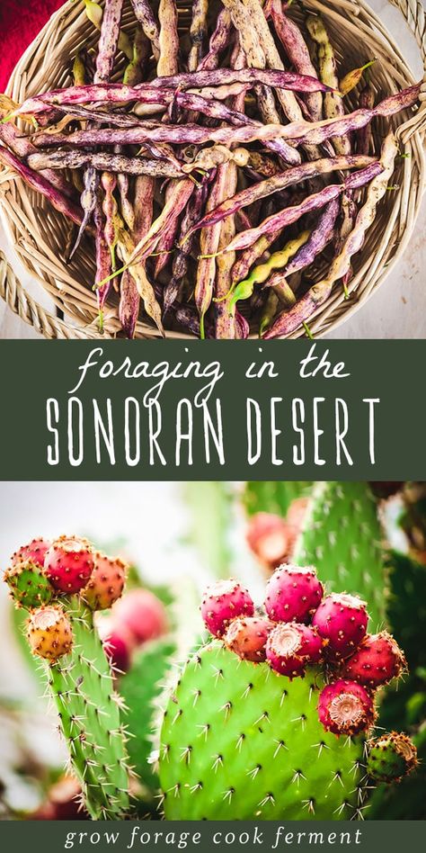 Learn about foraging in the desert and all of the edible and medicinal plants that are available during the summer in this sparse but beautiful region. #sonoran #desert #foraging Desert Foraging, Summer Foraging, Farming Architecture, Arizona Plants, Arizona Nature, Summer Desert, Mesquite Tree, Arizona Gardening, Wild Food Foraging