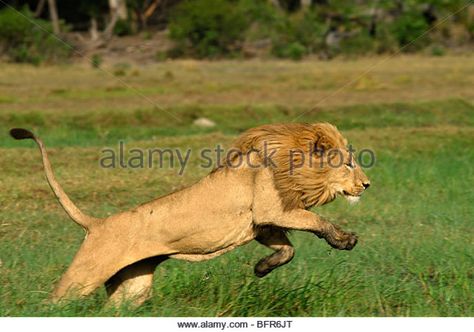 lunging lion | Jumping Of The Lion Stock Photos & Jumping Of The Lion Stock Images ... Lion Jumping, Traditional Sculptures, Lion Illustration, Okavango Delta, Hawaii Wall Art, Male Lion, Action Pose, Animal References, Jurassic Park World