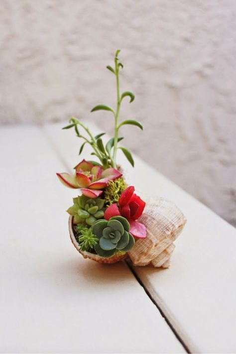 Kaktus Dan Sukulen, Succulent Garden Indoor, نباتات منزلية, Shell Crafts Diy, Succulent Gardening, Succulents Indoor, Mini Succulents, Succulent Terrarium, Succulent Arrangements