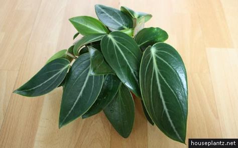 peperomia maculosa spotted peperomia Peperomia Maculosa, Plant Obsession, Types Of Houseplants, Peperomia Plant, Buy Plants Online, Leafy Plants, Evening Sun, Inside Plants, Afternoon Sun