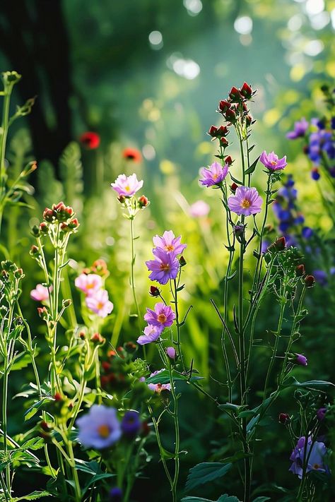 Cosmos Flower Field, Painting Themes, Geometric Wallpaper Iphone, Fantastic Flowers, Red Sunflowers, Graffiti Wallpaper Iphone, Life Paintings, Spring Mood, Graffiti Wallpaper