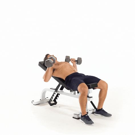 inclinedumbbellbenchpress.gif 1,000×1,000 pixels At Home Chest Workout, Workout For Chest, Fitness Circuits, Incline Dumbbell Press, Home Chest Workout, Incline Bench Press, Body Muscle Anatomy, Best Dumbbell Exercises, Barbell Press