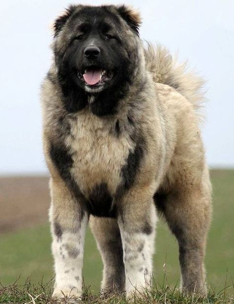 100+ Best Caucasian Shepherd Dog Names – The Paws Russian Bear Dog, Really Big Dogs, Caucasian Ovcharka, Russian Bear, Caucasian Shepherd Dog, Kangal Dog, Caucasian Shepherd, Livestock Guardian Dog, Big Dog Breeds