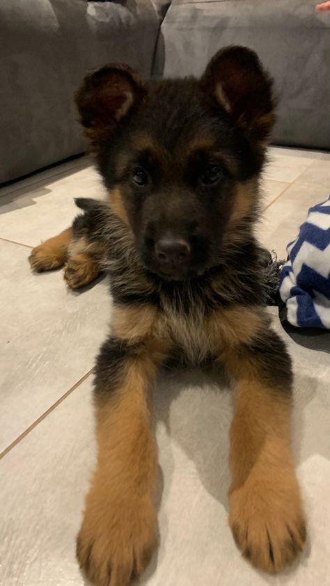 he looks like a bear 🤣 Cute Types Of Dogs, Baby German Shepherds, German Sheperd Dogs, Dog German, German Dogs, Cute Animals Puppies, Puppies And Kitties, Cute Dog Pictures