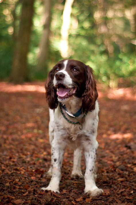 While they're popular bird dogs, even non-hunters can appreciate Springers' trainability — and those long, adorable ears. Britney Spaniel, Best Medium Sized Dogs, Cat Dog Illustration, Springer Puppies, Medium Sized Dogs Breeds, Popular Dog Names, English Spaniel, Medium Sized Dog, Girl Dog Names