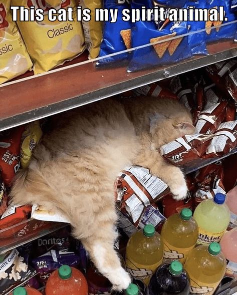 This cat is my spirit animal. Bodega Cat, Sleeping Cats, Funny Cat Memes, Kawaii Cat, Funny Cat Pictures, Cute Kittens, Silly Cats, Funny Animal Pictures, Caricatures