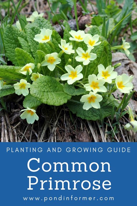 Learn how to plant, grow, and care for common primrose (Primula vulgaris). English Primrose, Primula Flower, Showy Evening Primrose, Yellow Primrose, Primrose Lilac, Common Evening Primrose, Primrose Plant, Primula Vulgaris, Primula Elatior