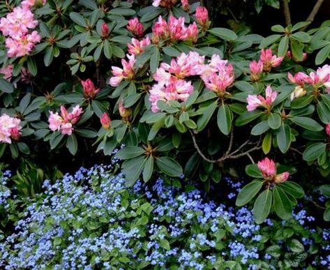 Brunnera Macrophylla, Pnw Garden, Pacific Northwest Garden, Northwest Flowers, Northwest Garden, Northwest Landscaping, Native Plant Gardening, Our First Home, Best Plants