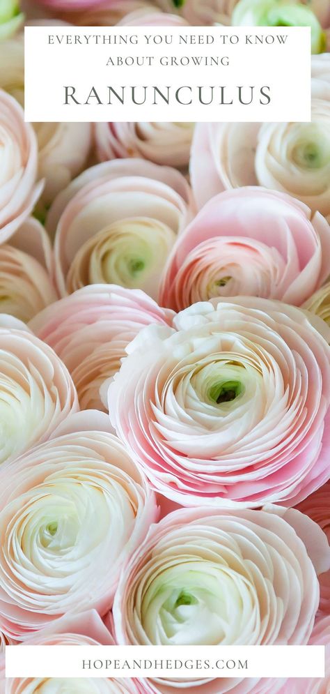 Ranunculus are stunning! Here is everything you need to know about growing Ranunculus, including the complete guide to Ranunculus corms and how to presprout them! Ranunculus Flowers Garden, When To Plant Ranunculus Bulbs, Ranunculus Garden Bed, Growing Ranunculus Flowers, Ranaculas Flower, How To Grow Ranunculus, Ranunculus In Pots, Ranunculus Varieties, Ranunculus Aesthetic