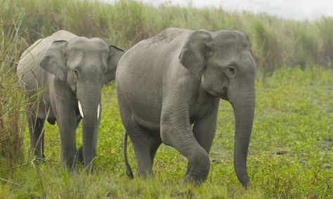 ASIAN ELEPHANT! (Indian). An adult weight: 2-5T, length: up to 21 feet, height: 6-11 feet. Indian elephants spend up to 19 hours at day feeding, they eat grass, plant roots, tree bark, leaves, bananas and sugarcane,these elephants are always close to a source of fresh water. Also can produce about 220 pound of dung per day. The sad reality is that male elephants are hunted for their tusks and for ivory trade. We have to search others different alternatives for replace the ivory use. By: Kheyla Elephant Species, Elephant Rescue, Elephant Shower, Wild Elephant, Asian Elephant, Elephant Tattoo, Indian Elephant, Elephant Lover, Elephant Love