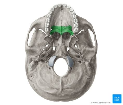 Palatine bone - caudal view Occipital Bone Anatomy, Palatine Bone, Occipital Bone, Sphenoid Bone, Anatomy Images, Body Bones, Skull Anatomy, Anatomy Bones, Skull Model