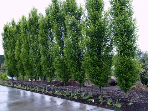 Great hedge and screen plants for privacy. | Pacific Nurseries Plants For Privacy, California Landscaping, Carpinus Betulus, Screen Plants, Privacy Trees, Columnar Trees, Yellow Autumn, Southern England, Privacy Plants